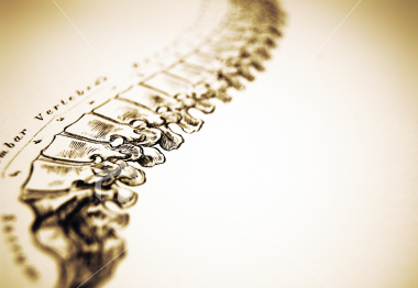 spine